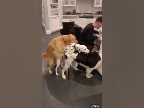 dog threesome sex